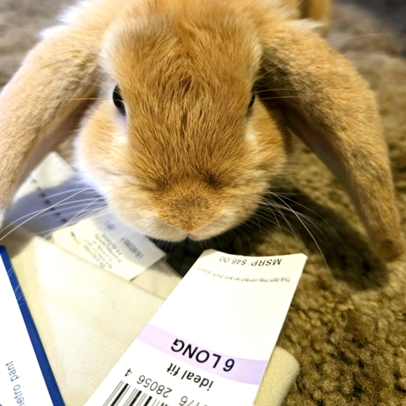 Women's Cream Dockers Sure Fit Sateen Crop Capri pants in size 6.(NWT) - Picture 6 of 6